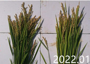水稻种植户反馈用肥效果