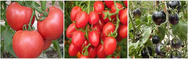 番茄种类
