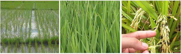 水稻施肥时期