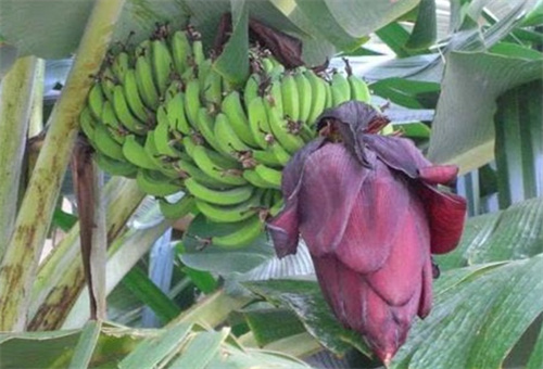 香蕉追肥5