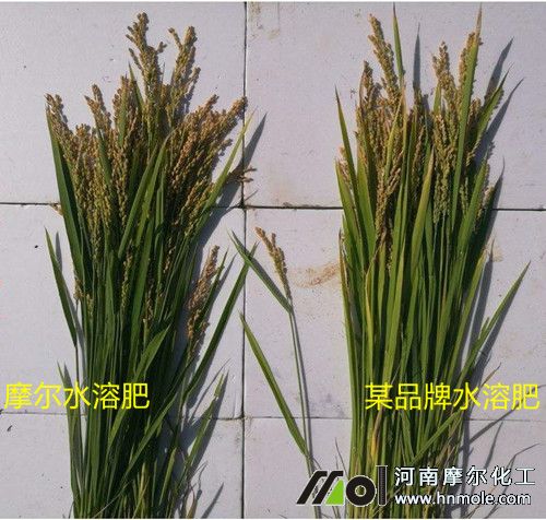 水稻施用水溶肥效果对比